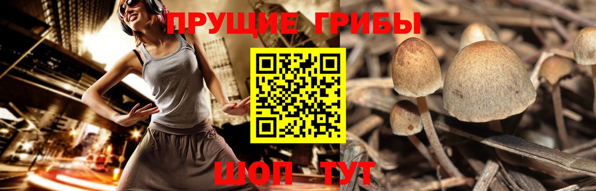 Псилоцибиновые грибы Cubensis Валуйки